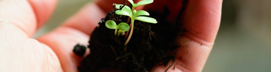 Hands with the earth
